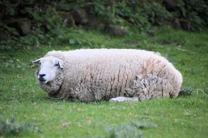 Blick auf ein Schaf foto