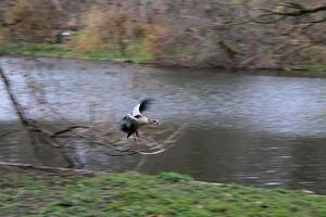 Blick auf eine ägyptische Gans foto