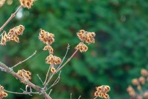 kolkwitzia amabilis ist eine blühende Pflanzenart aus der Familie der Caprifoliaceae im Herbst. Es ist ein laubabwerfender Strauch, der zusammen als Schönheitsstrauch bekannt ist. foto