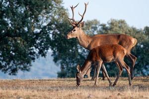 Rothirsch und sein Kind in der Natur. foto