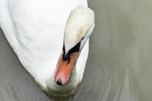 Nahaufnahme Porträt weißer Schwan im See foto