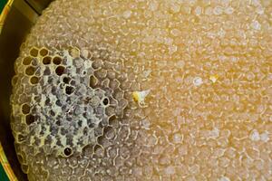 frischer Honig im versiegelten Wabenrahmen foto