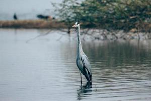 Graureiher, der im Wasser watet foto