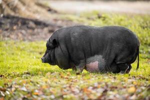 Schwein im Gras foto