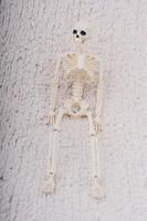 Modell des menschlichen Skeletts, das für die medizinische Anatomiewissenschaft posiert