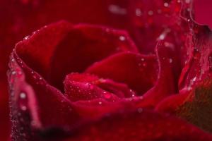schöne rote Rosen Nahaufnahme
