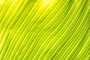 Textur des grünen Blattes foto