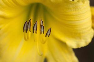 flache Fokusfotografie der gelben Blume foto