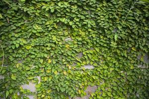 Das Detail grüner Kletterpflanzen an einer Wand kann als Hintergrundbild für ein Texturkonzept verwendet werden foto