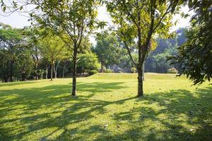 grünes feld mit bäumen in der parklandschaftsansicht foto