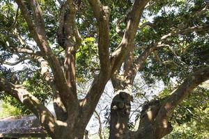 natürliche landschaftsansicht textur des alten mangobaums im park foto