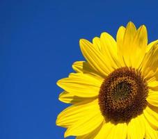 helle und auffällige einzelne gelbe Sonnenblume auf blauem Hintergrund hautnah. foto