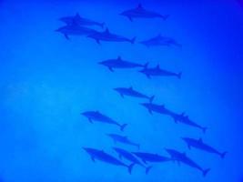 unglaubliches Treffen mit Delfinen beim Tauchen im Meer foto