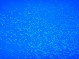 Tausende kleine Fische im tiefblauen Wasser beim Tauchen foto