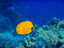 gelbe Maske Falterfische schwimmen im tiefblauen Wasser foto