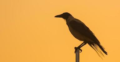 einzelner Vogel, der während des Sonnenaufgangspanoramas auf einem Fahnenmast mit orangefarbenem Himmel sitzt foto