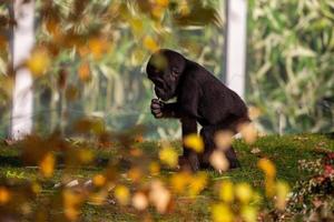 Silberrücken-Gorilla-Fütterung foto