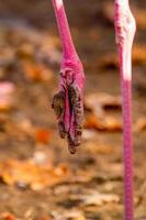 rosa flamingofuß foto