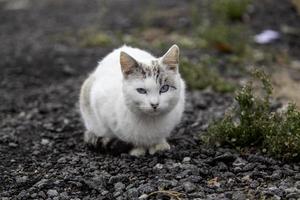 von der Straße verlassene Katzen foto