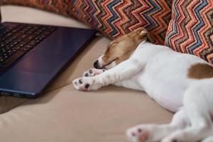 müde schlafender jack russel terrier hund in der nähe des laptops auf dem sofa. foto
