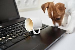 Hund verschüttete Kaffee auf der Computer-Laptop-Tastatur. Sachschaden durch Haustier foto