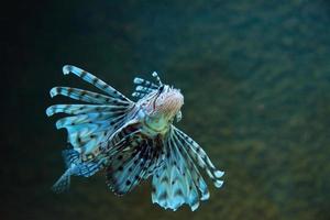 Seefisch in der Tiefe, Meereslebewesen foto