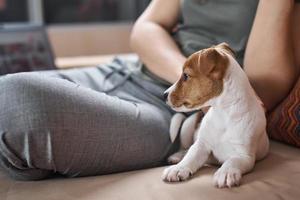 frau sitzt mit ihrem welpen jack russel terrier hund auf dem sofa und arbeitet am laptop foto