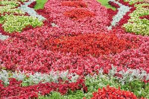 blühendes Blumenbeet mit bunten Blumen als Hintergrund foto