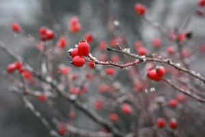 Schließen Sie herauf gefrostete rote Beeren auf Baumastkonzeptfoto foto