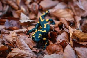 Nahaufnahme des kriechenden gelben gefleckten Salamander-Konzeptfotos foto