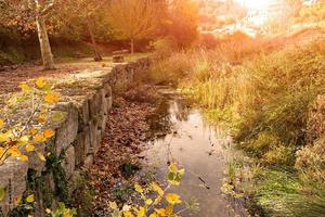 Waldlandschaft am Flussufer bei Sonnenuntergang. horizontales Bild. foto