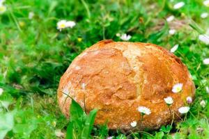 Brot im Gras mit weißen Blumen herum. horizontales Bild. foto