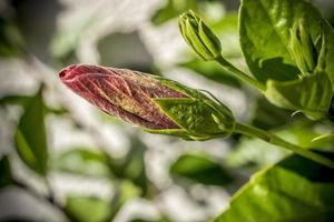 ein Nahaufnahmefoto einer knospenden Hibiskusblüte foto