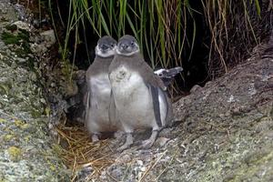 Baby-Magellan-Pinguin-Zwillinge außerhalb ihres Nestes foto