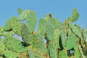Kaktus Nahaufnahme gegen den blauen Himmel, Herbst, Kakteen an der Mittelmeerküste. Idee für einen Hintergrund oder eine Tapete, um Sukkulenten, Pflege und wachsende Pflanzen für Parks zu beschreiben foto