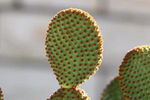 In einem Stadtpark wächst ein großer und stacheliger Kaktus. foto