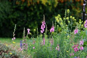 Lupine blüht auf einer Waldlichtung. foto