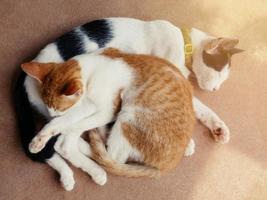 süße Katzen Umarmung zeigt Wärme, Intimität, Vertrauen, Fröhlichkeit. foto