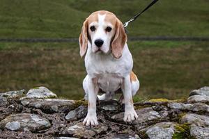 ein Beagle-Hund foto