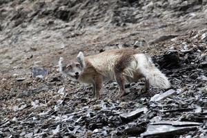 Ein Polarfuchs im Sommermantel, der nach Vögeln und Eiern sucht foto