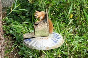 ein rotes eichhörnchen, das in den scilly-inseln füttert foto