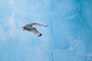 eine Dreizehenmöwe, die vor einem Eisberg in der Arktis fliegt foto