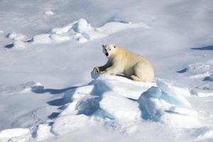 Ein Eisbär auf Meereis in der Arktis foto