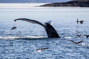 Buckelwal taucht und zeigt seinen Schwanz in British Columbia foto