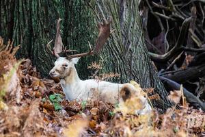 Damwild Hirsch im Wald im Herbst in sieben Eichen foto