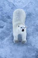 Ein Eisbär auf Meereis in der Arktis foto