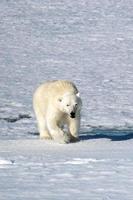 Ein Eisbär auf Meereis in der Arktis foto