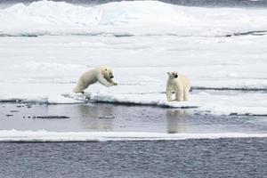 Mutter Eisbär mit zwei Jungen auf Meereis in der Arktis foto