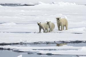 Eine Eisbärenmutter und ihre beiden Jungen auf Meereis in der Arktis foto