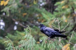 Ein Rabe thront im Baum in British Columbia foto